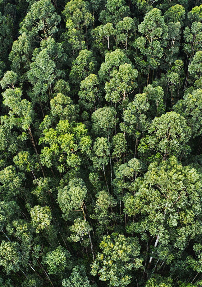 bomen